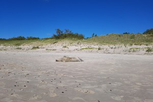 Pajūriu vaikščiojusią poilsiautoją nustebino bangų išmestas radinys