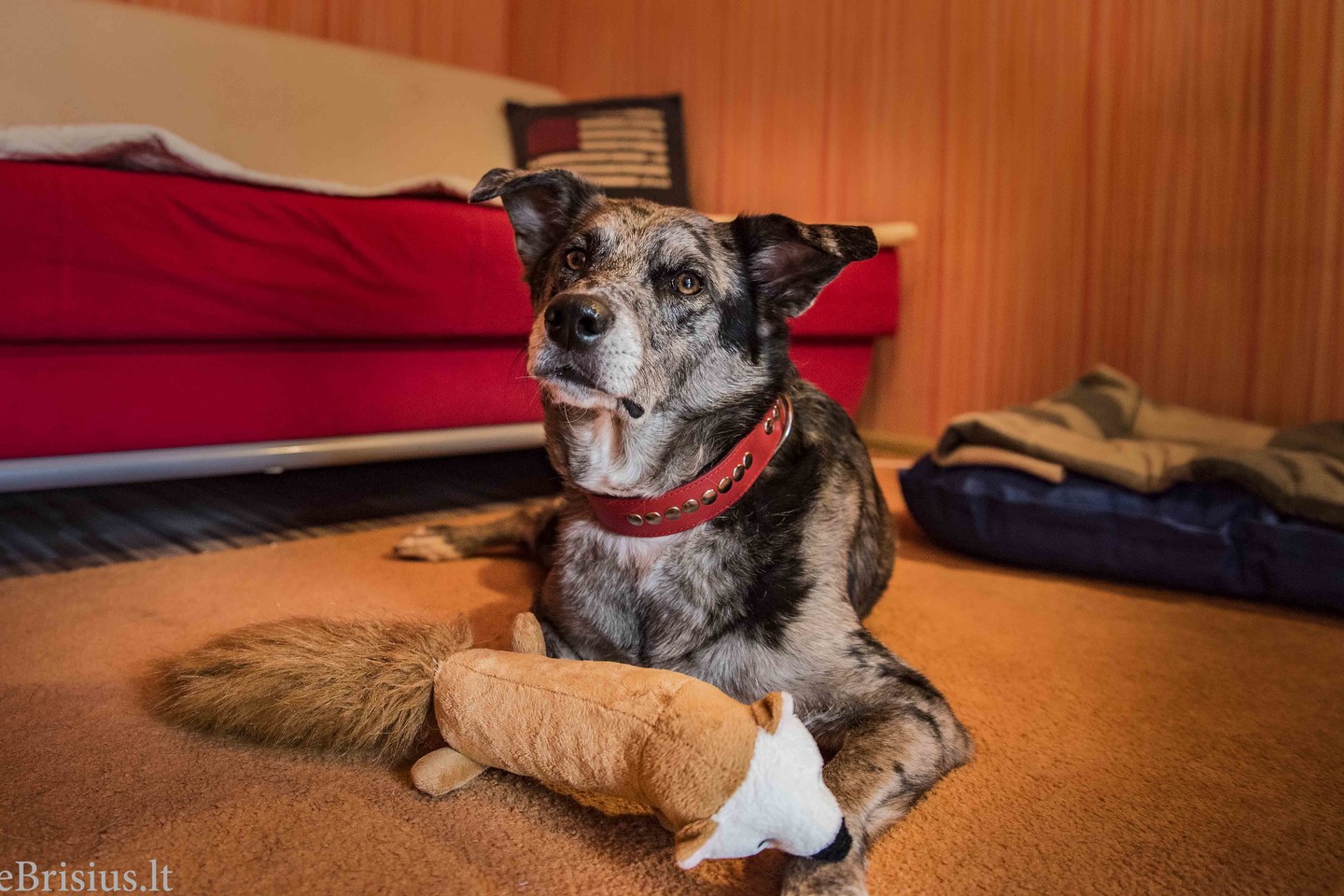  Viena po kitos, viena po kitos ir mano pirštas sustojo ties šio šuns nuotrauka. Tą sekundę, atrodė, širdis suvirpėjo: tai mano šuo.<br> E. Rutkauskaitės nuotr.