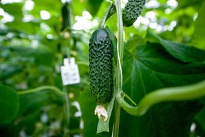 Krinta agurkų užuomazgos ar gelsta vaisiai?    Galite tai nesunkiai sutvarkyti