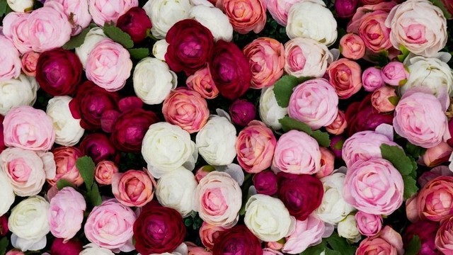Ar žinojote, kad rožės moterims gali grąžinti jaunystę?
