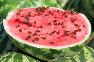 Atokiau numeskite perpjautą arbūzą. Rezultatas patiks visiems