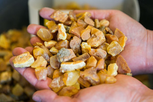 Gintaro dalia: gimė prie dinozaurų, iškasė rusai, o pasipuošė lietuviai