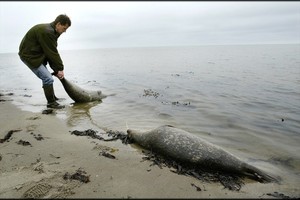 Šiurpų radinį Baltijos jūros pakrantėje vis dar gaubia paslaptis