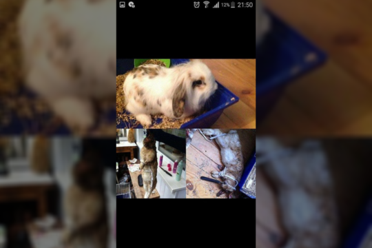 Pernakvojusios areštinėje triušiuką nukankinusios merginos vėl laisvėje