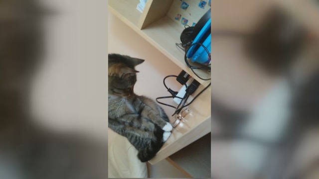 Nufilmavo katės susidomėjimą „Fidget spinner“ suktuku