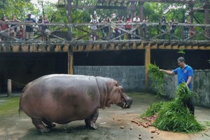 Nugaišo seniausias pasaulyje hipopotamas