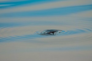 Varėnos rajone – skaudi nelaimė, seneliai paskendo 4 metų anūkės akyse