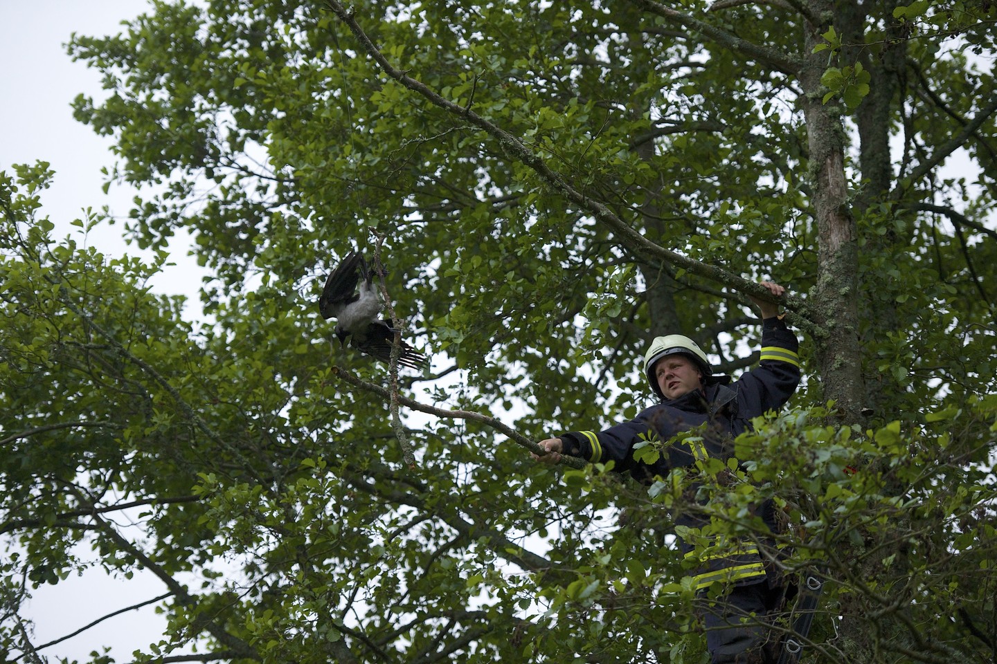  Netoli Preilos medyje pastebėta į nelaimę pakliuvusi varna. Jos iškelti išvaduoti atvyko net trys ugniagesiai-gelbėtojai.<br> R. Anusausko asmeninio archyvo nuotr.