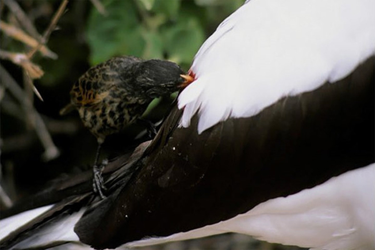  Vampyriniai kikiliai puikiai prisitaikė prie nepalankių vietos sąlygų, todėl dabar saloje galima rasti jau keliolika skirtingų šių paukščių rūšių.<br> Galapagosislands.com nuotr.