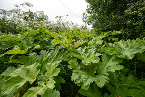 Kovai su Sosnovskio barščiais pasitelktos avys