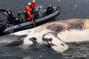 Banginį išgelbėti norėjęs žvejas sulaukė kraupaus galo