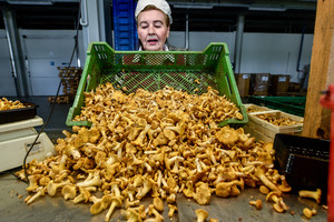 Liūtys dzūkams – nė motais, jiems atsivėrė aukso gysla