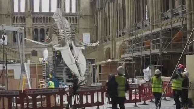 Londono muziejuje bus galima išvysti banginio skeletą
