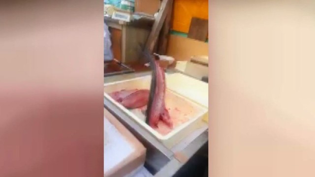 Šokiruojantis vaizdo įrašas: tunas, kuris nenori mirti