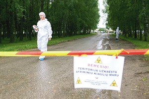 Antrą kartą smogusi virusinė kiaulių liga atsieis milijonus