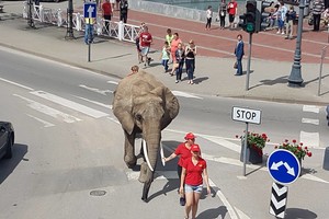Skandalingi dramblio pasivaikščiojimai tęsiasi: gyvūnas atvestas į Telšių centrą