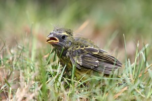 Ko nedaryti radus paukščio jauniklį ant žemės
