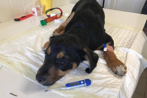 Panevėžietės žiaurumas šokiruoja: pro langą išmetė 6 mėnesių šuniuką