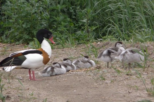 Kadrai, kurių kasdien neišvysite: Lietuvoje nufilmuotos itin retos antys