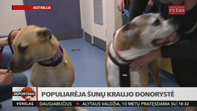 Populiarėja šunų kraujo donorystė