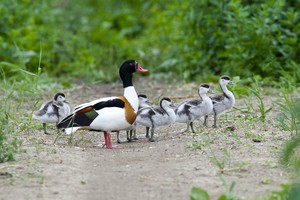 Pamaryje užfiksuotas retas, į Lietuvos raudonąją knygą įtrauktas, paukštis 