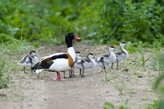 Pamaryje užfiksuotas retas, į Lietuvos raudonąją knygą įtrauktas, paukštis 