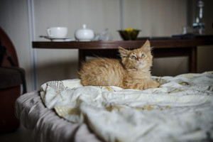 Išgelbėti nuo „ūkiško susidorojimo“: keturi mažiukai ieško naujų namų