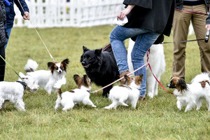 Veterinarijos tarnyba įspėja dėl sukčių, neteisėtai pasisavinančių naminius gyvūnus