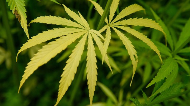 Urugvajuje jau galima legaliai nusipirkti ir auginti marihuaną