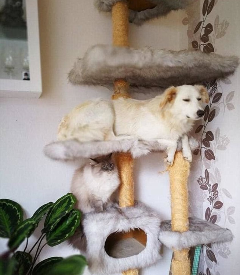  Šis šuo užaugo su dviem katėm.<br> Reddit.com nuotr. 