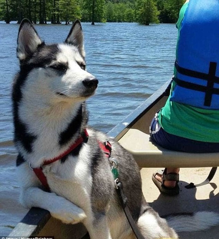  Haskis, manantis, kad yra valties kapitonas.<br> Reddit.com nuotr. 