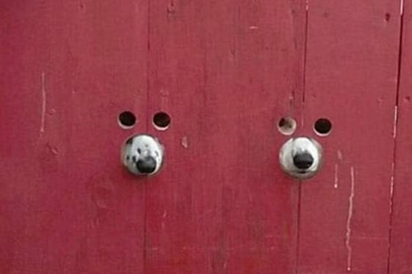  Šunims draugiška tvora.<br> Reddit.com nuotr. 