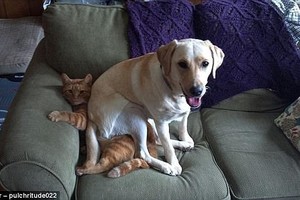 Kvatositės garsiai: šunys, manantys, kad valdo pasaulį