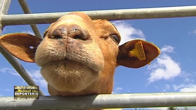 Biržuose esantis ūkis rengia įdomias edukacines pamokas apie avis