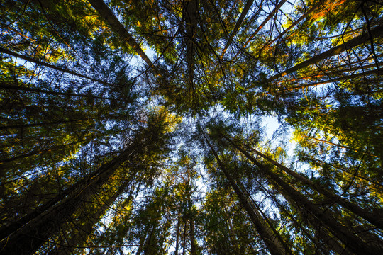 Uogauti išėjęs senolis įklimpo pelkėtame miške
