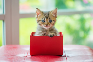 Atskleista paslaptis, kodėl katės taip mėgsta dėžes