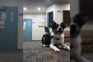 Turite tai pamatyti: mandagus šuo išmoko loti pašnibždomis