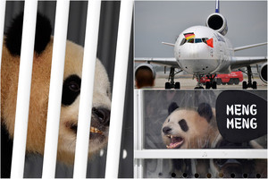 13 mln. eurų kainuojančiai pandų porelei – privatus skrydis lėktuvu