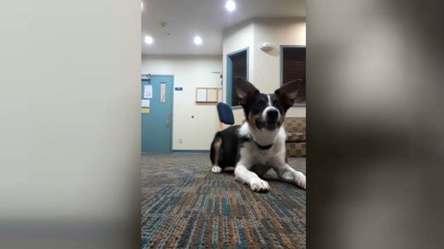 Unikalus gebėjimas: patrakęs šuo išmoko loti pašnibždomis