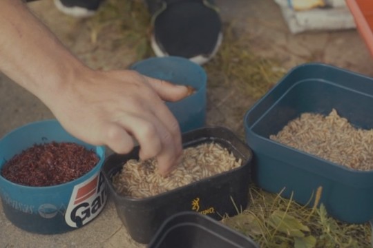 Kokį masalą ir jauką rinktis žvejybai?
