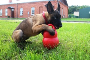 Lietuvos karių gretas papildė keturkojai kolegos