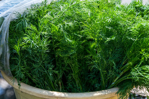 Krapų pagardas: puikus būdas kaupti atsargas žiemai