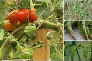 5 agresyviausios pomidorų ligos:  išgelbėti nuo jų gali tik žinios 
