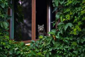 Ugniagesiai išgelbėjo du katinus ir karvę