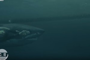 Michalis Phelpsas prieš ryklį: kas greičiau įveikė 100 metrų nuotolį