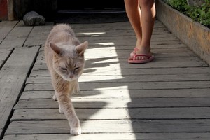 Miestelis gedi 20 metų mero postą užėmusio katino Stubbso