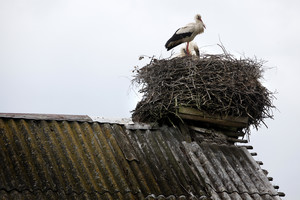 Naujakurio ultimatumas kaimynus įvarė į neviltį – senoliai nebemiega naktimis