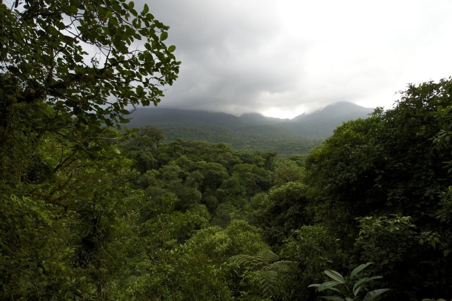  Didžioji Kosta Rikos teritorija apaugusi miškais, turtingais augalija bei gyvūnija, apie 23 proc. miškų paversti saugomais draustiniais ir nacionaliniais parkais.<br> R. Anusausko nuotr.
