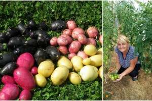 Naujamiesčio gyventojos bulvių derlius –  šiųmetė  feisbuko sensacija