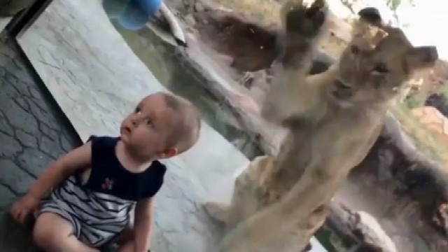 Šio kūdikio reakcija į jį bandančią užpulti liūtę juokina internautus